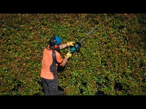 How to Choose and Use a Hedge Trimmer | Mitre 10 Easy As DIY