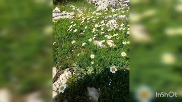 سورة الكهف بصوت أحمد العجمي 🌹 حالات واتساب 🌹