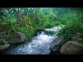 Nature Sounds Help Relax Forest Sounds Sound Of Running Water Birds Singing In Cool Green Forest Nature Sounds Help Relax Forest Sounds Sound Of Running Water Birds Singing In Cool Green Forest