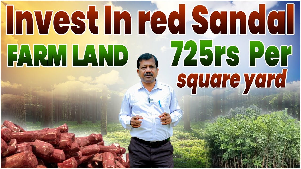 How to Start Investing in Red Sandalwood for High Returns | Farm Land Investments | SocialPost