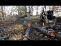 Tree Cleanup at Horse Farm