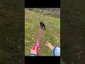 Dog lunges at reactive dog! #dogtraining