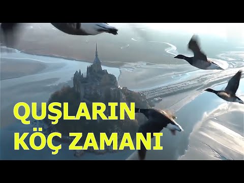 Video: Boz qarğa quşlar dünyasının ən ağıllı nümayəndəsidir