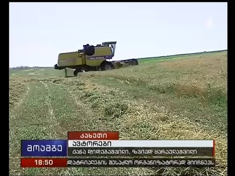 კახეთში ხორბლის მოსავალს იღებენ