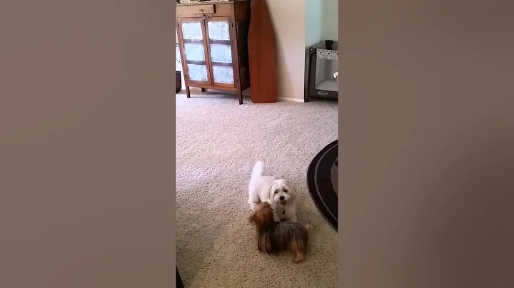 Puppy playtime