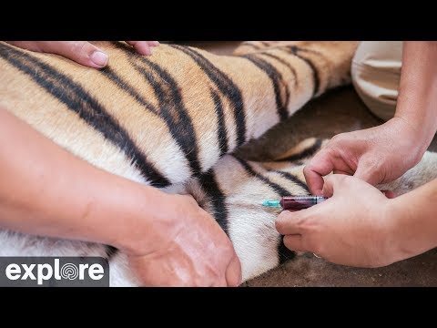 veterinary surgery Windsong Memorial Cat Hospital - Big Cat Rescue powered by EXPLORE.org