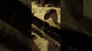 Kütür Kütür Karda Yürümek Böyledir. Köy Çeşmesi Geldi Aklıma