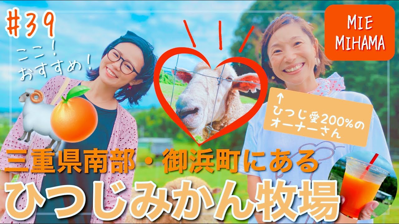 #039.【御浜町】ひつじみかん牧場: 愛情たっぷりに育てられた羊と触れ合う