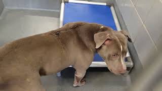 acs A675698