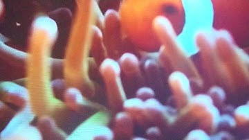 Oled tv lg 55c7v. Camera 960 fps. PWM.