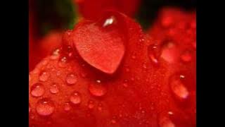 Sham VISA - Sajak Berkolek - ost Debu-Debu Kasih