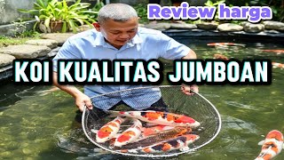 Download Lagu Koi kualitas jumboan,Review harganya di Hanura koi Tulungagung  MP3