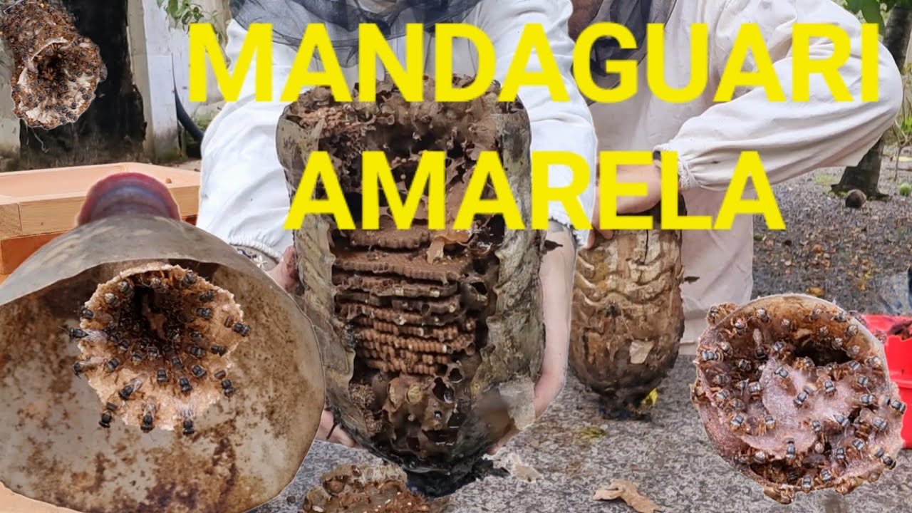 Transferência de MANDAGUARI AMARELA da isca 5L para Caixa Racional