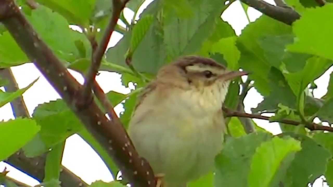 Sedge Warbler (Acrocephalus schoenobaenus) - 2013-06-24 