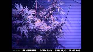 Kushington Farms Uses Lush LED Lighting Presents Time Lapse Video of Barney's Farms Critical Kush