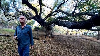 MASSIVE ANCIENT OAK TRIM