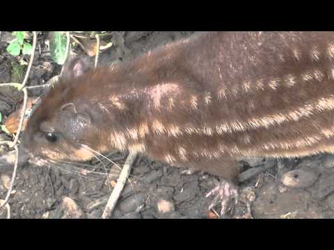 Una Lapa En Los Llanos Del Casanare