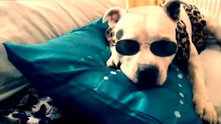 Lord Neo Fresh Prince