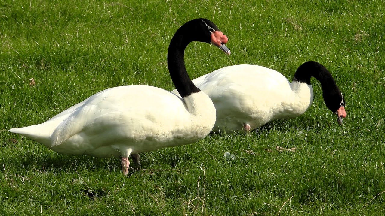 Black-necked Swan, (Cygnus melancoryphus) sound/call - YouTube