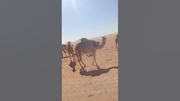 من الجنوب الكبير ايليزي تصويري 