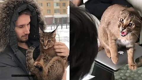 Watch the video about Playful Hybrid Cat Is The Most Lovable Pet