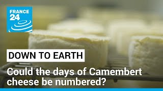 Could the days of Camembert cheese be numbered? • FRANCE 24 English screenshot 5