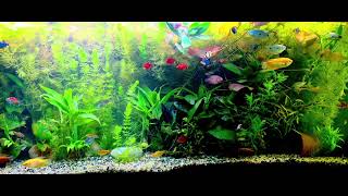 150-gallon community aquarium 