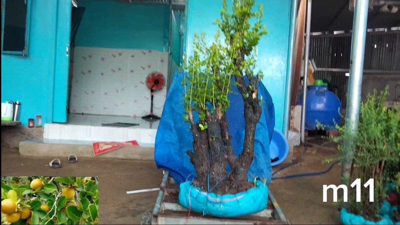 28/2 glae cẩm thị đt 0971.631.433