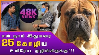 Bull Mastiff நாயின் நிஜ முகம்|Bullmastiff review in tamil|Bull mastiff explained by owner|strong dog