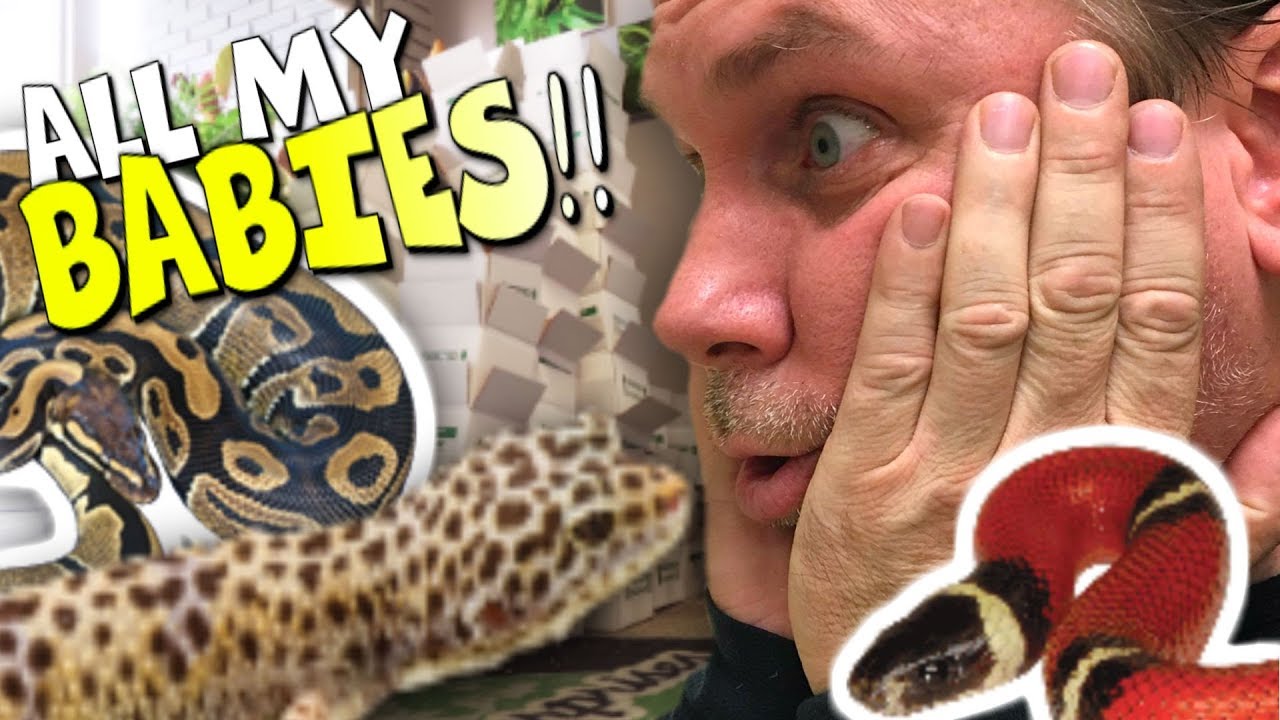 vlogs in spanish HOW TO SHIP HUNDREDS OF SNAKES!!!! | BRIAN BARCZYK