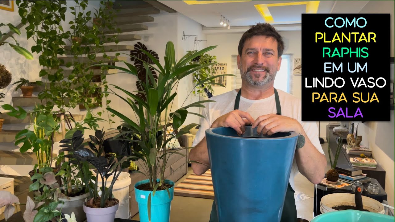 Como Plantar Raphis Em Um Vaso Lindo Para Sua Sala
