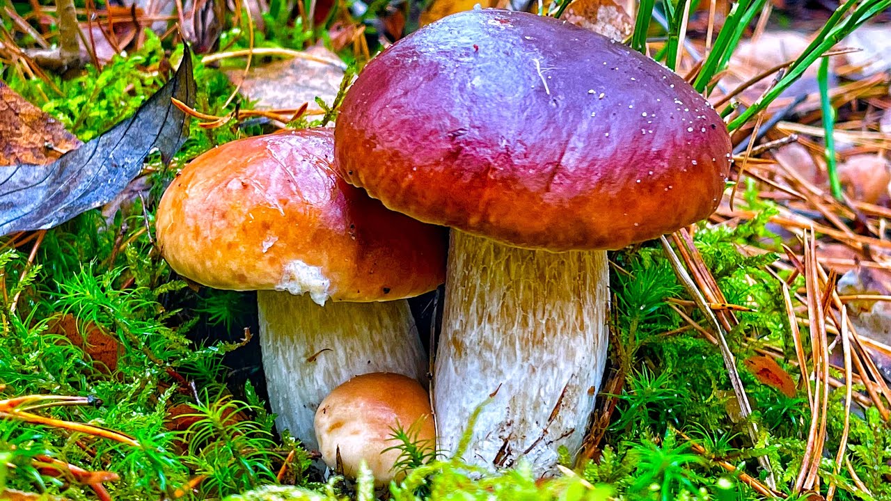 ГРИБНИК В ИСТЕРИКЕ! УПАЛ В ОБМОРОК! ПОДОСИНОВИКИ и БЕЛЫЕ ГРИБЫ В НОЯБРЕ ...