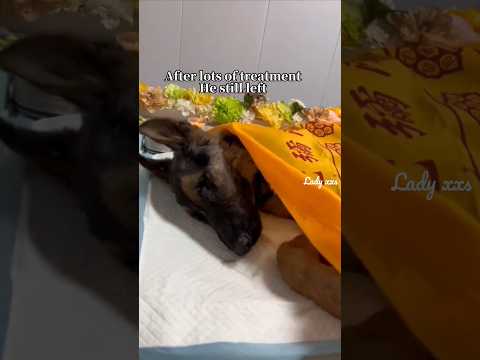 🐕‍🦺part 2 #funeral