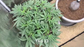 Mixpack #1 | Vom Samen zur Pflanze | Grow Indoor | Tag 16 - 32 | Folge 2