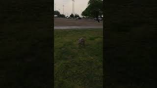 Miss Nini, a breed of canine recognized as a bully type, is prominent in the Americas.