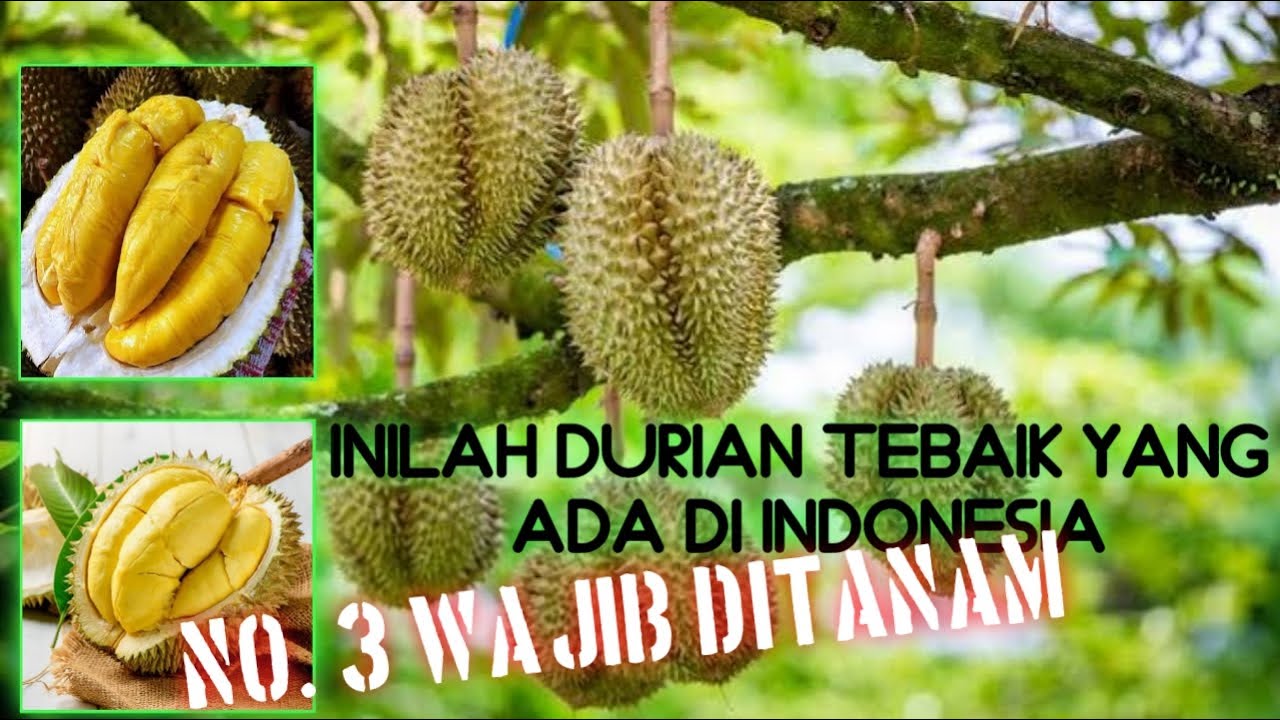 4 Jenis Durian Unggulan Yang Wajib Kita Tanam ! Yakin bisa cuan jutaan rupiah?