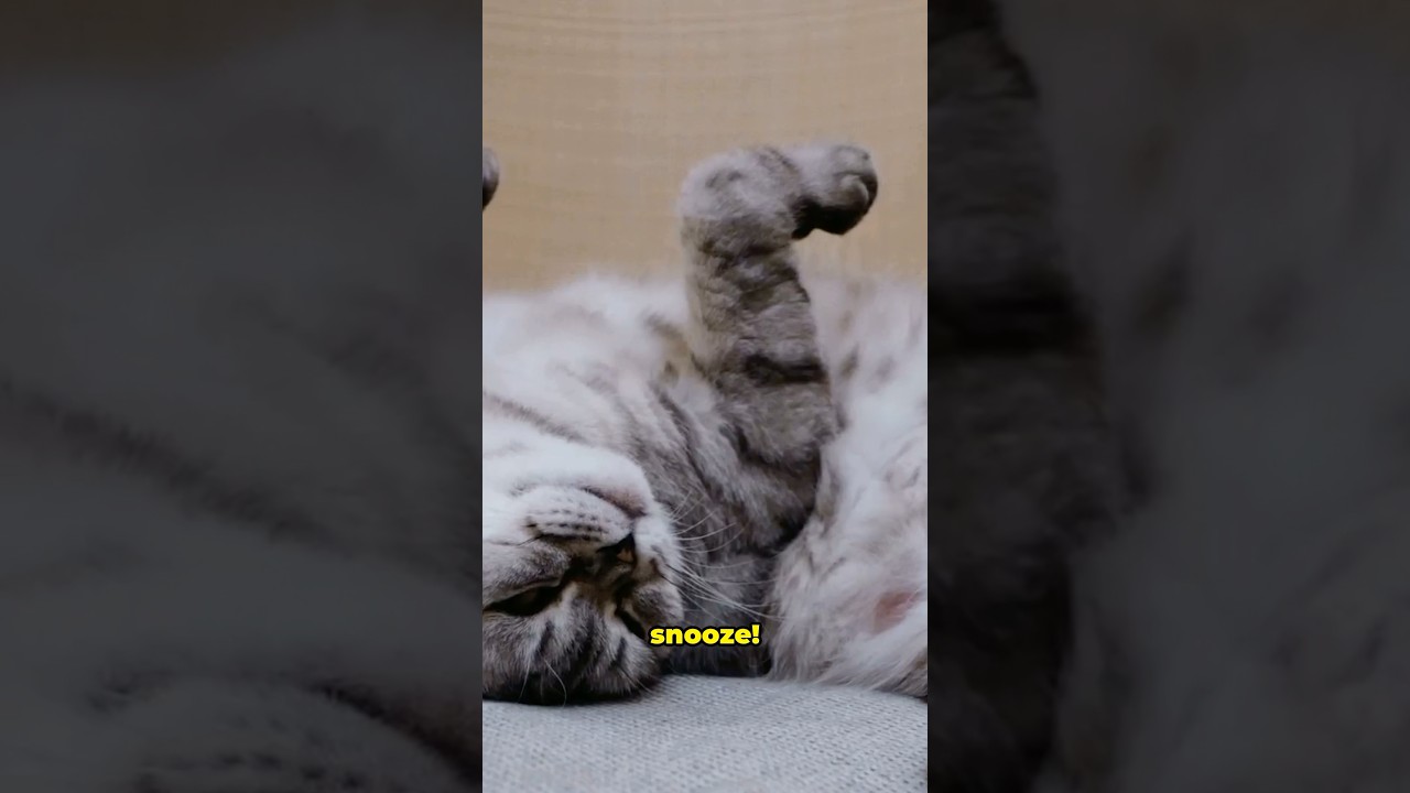 Why Cats Sleep in Weird Positions 💤 Explained! 