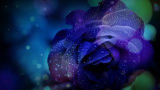 Beautifull blue rose flower Professional Background Videos Motion Graphics special effects 2019 screenshot 5