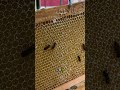 蜂の巣の形成方法