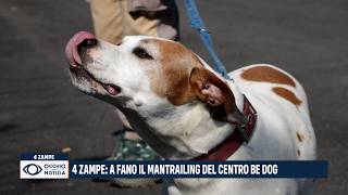 4 Zampe: a Fano il mantrailing del centro Be Dog