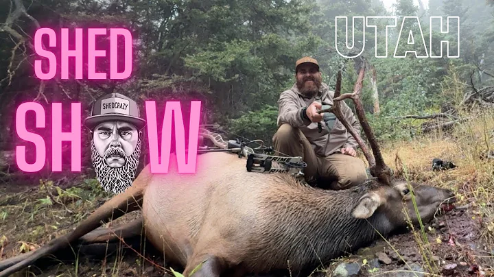 I SHOT A BULL (and two bucks)  Shed Show Ep 3