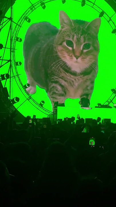 #spinningcat #oiacat #electronicmusic 🐈 😻 🐈‍⬛️ 😺 🐱 #cat #kitty #oiacat #oiiaoiia