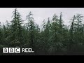 Can cannabis help clean up the earth? - BBC REEL