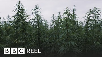 Can cannabis help clean up the earth? - BBC REEL