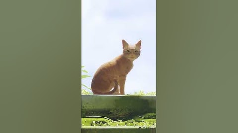 The ending CUTSCENE from STRAY - [Stray]