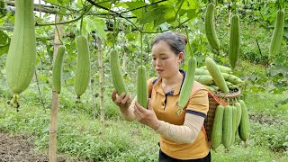 Harvest the Sweet gourd to sell at the market - Caring for Ducklings | Preserving Cu Kieu varieties