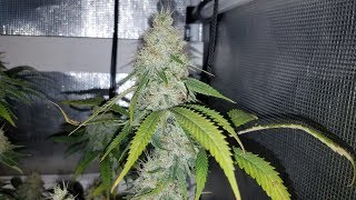 Organic Cannabis Grow with the AutoPot XL System - Day 42 of Flower - Deficiency Update