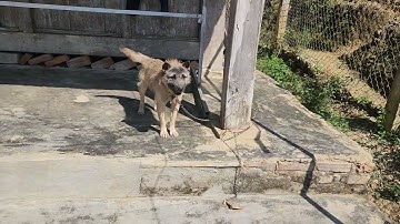 Ai cần chó săn cày cáo rắn zalo 0977856340