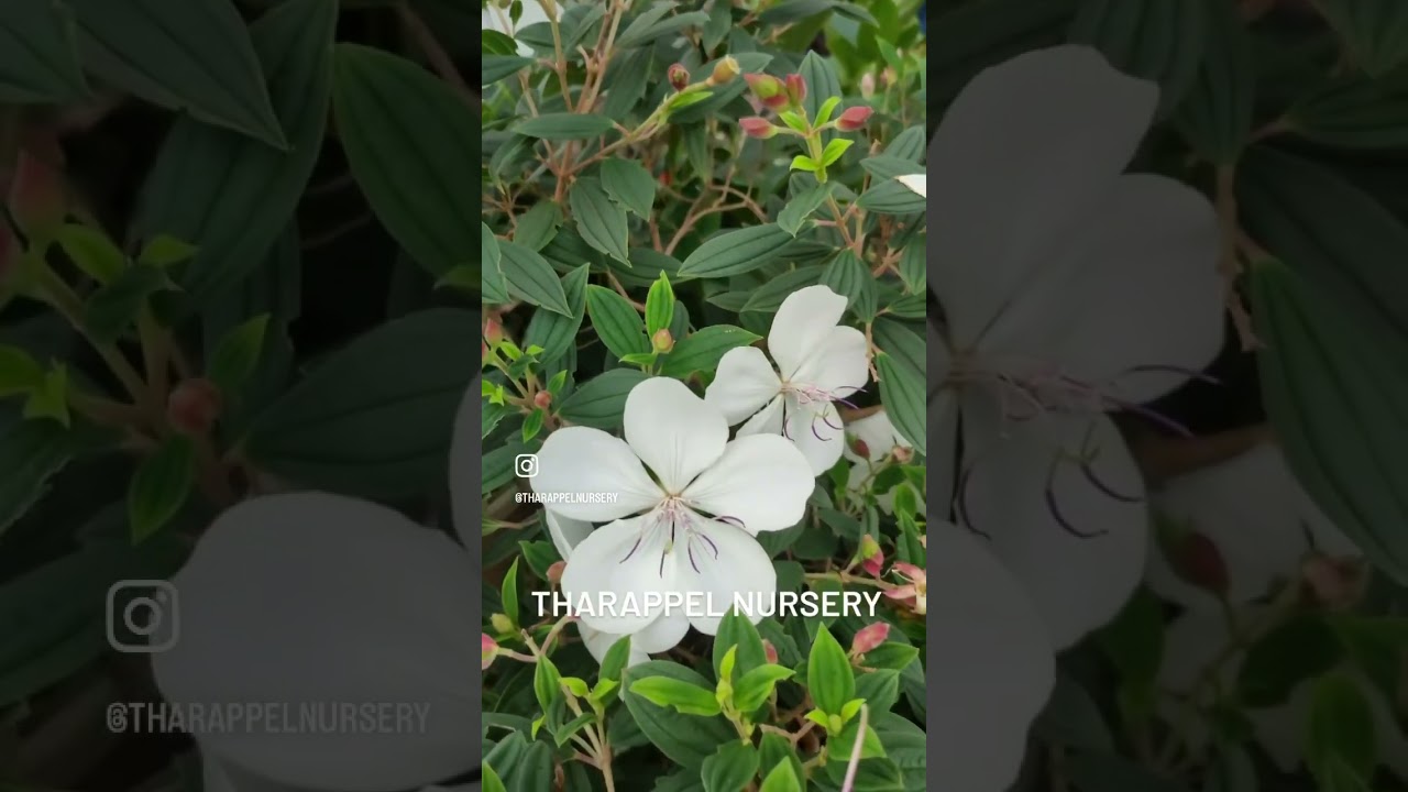 Melastoma white| flowering plant| 9489554968