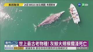 全球大量灰鯨異常死亡！磷蝦油殘害難辭其咎